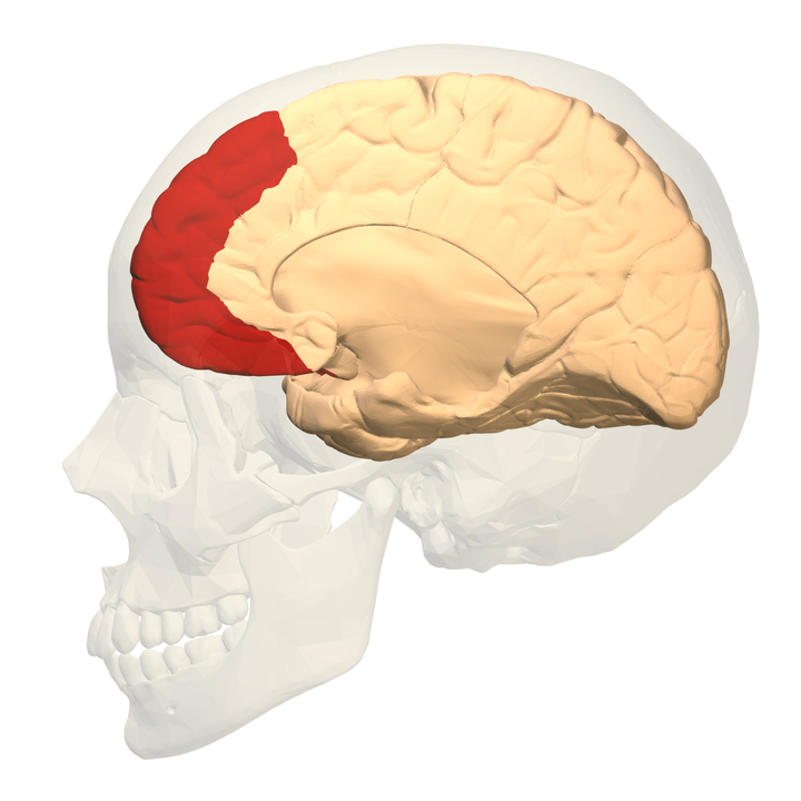 A cross section of the prefrontal cortex region of the brain
